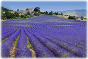 Frankreich ist unter anderem für die großen und schönen Lavendel-Felder bekannt Ein Foto von einem Lavendel-Feld in Frankreich