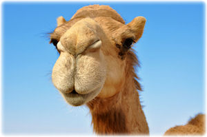 Kamele sind in den wüstenartigen Regionen Afrikas verbreitet. Portraitfoto eines Kamels.