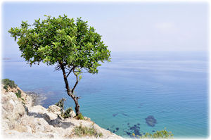 Zypern bietet exotische Pflanzen und eine wunderschöne Landschaft mit viel Meer. Ein Zitronenbaum steht am Rande einer Klippe zum Meer.